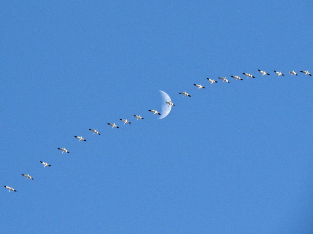 Snow Geese across the Moon by Greta Nehrenberg. Courtesy First Fed