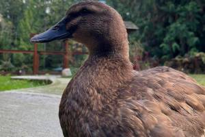 Mama Duck courtesy photo
Mabel the duck.