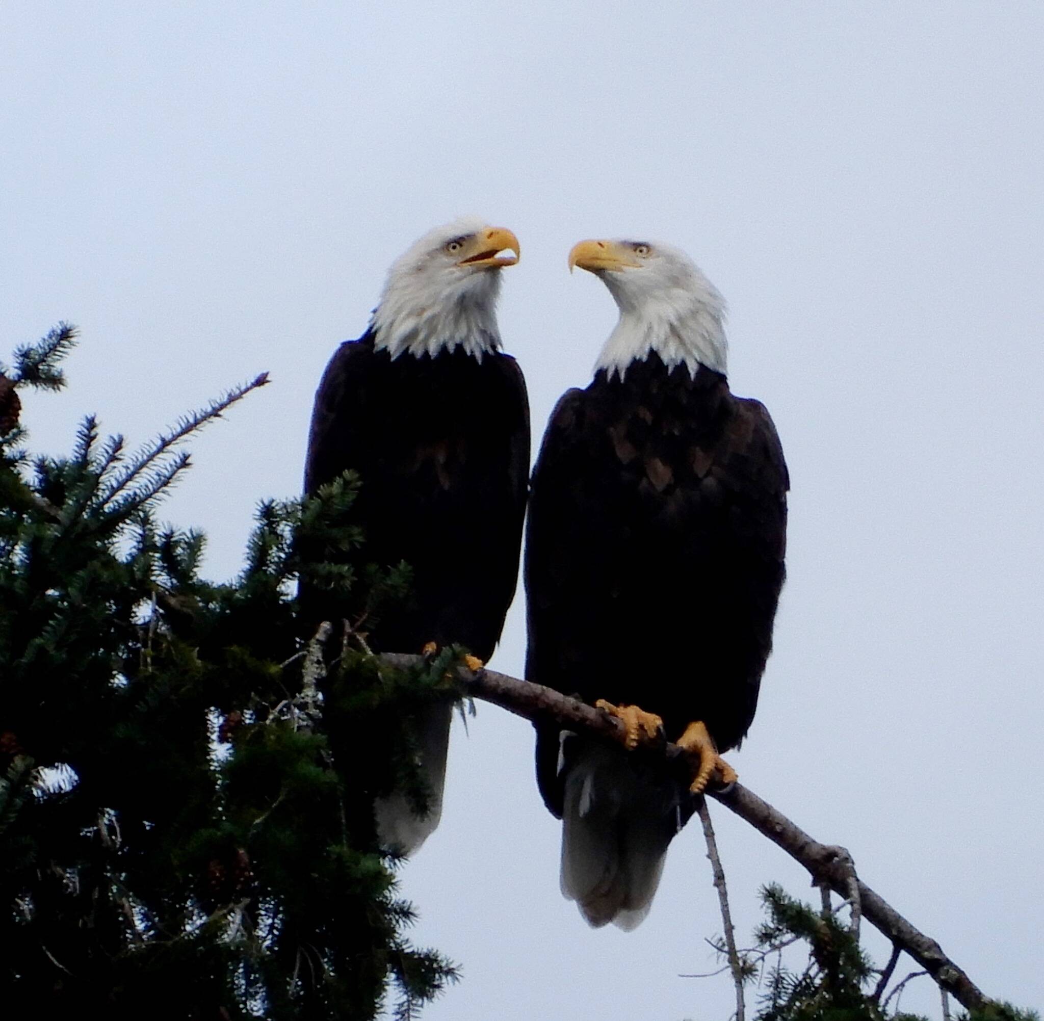 Bald eagle pair still going strong 21 years later near PO property