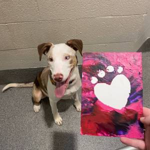 Kitsap Humane Society courtesy photo
Supporters could purchase a Pawfect Painting for Valentines Day to help donate to KHS.