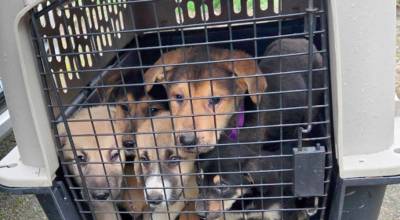 KCSO courtesy photo
Over 20 dogs have been taken to Kitsap Humane Society from the home.