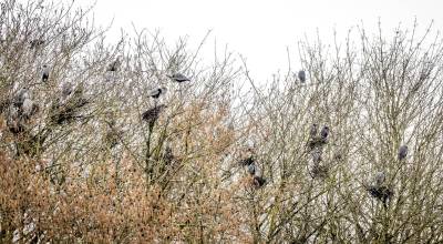 Isaak Hammers courtesy photos
The birds are located in the trees near Bethel Avenue and Bay Street.