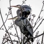 The Pacific Great Blue Heron is local to the Puget Sound.