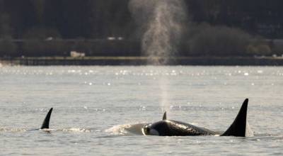 Amber Stanfill courtesy photos
The pod of orcas was originally unidentified and assumed to be coming from Alaska.