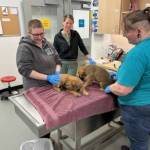 Kitsap Humane Society courtesy photos
Dogs that were rescued from the hoarding situation are now available for adoption.