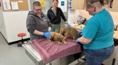 Kitsap Humane Society courtesy photos
Dogs that were rescued from the hoarding situation are now available for adoption.